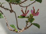 Bougainvillea