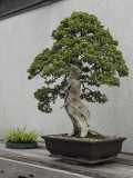 Dwarf Japanese garden juniper, in training since 1975