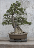 California juniper, in training since 1982