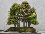Maple forest