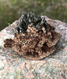 Vårtöra -Thelephora terrestris .jpg