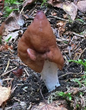 Skålsvampar och Murklor - Cup Fungi and Morels