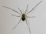 Spiders - Sweden