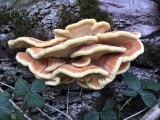 Svavelticka - Laetiporus sulphureus.jpeg