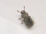 Svartbaggar - Tenebrionidae