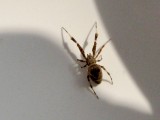 Krusnätspindlar - Uloboridae
