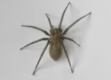 Trattspindlar - Agelenidae