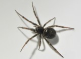 Klotspindlar - Theridiidae