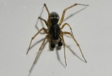 Täckvävarspindlar - Linyphiidae