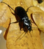 Jordlöpare - Carabidae