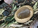 Skålsvampar och Murklor - Cup Fungi and Morels