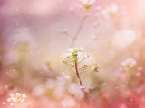 Flowers and Nature