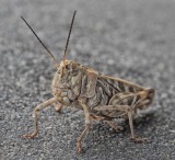 All Creatures Of The Earth