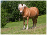Horses