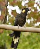 birds_of_a_feather