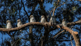 Kookaburra blog