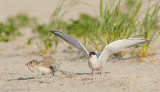 Common Tern