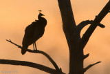 Indian Peafowl - Pauw - Pavo cristatus