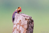 Oriental Garden Lizard - Bloedzuiger - Calotes versicolor