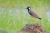 Red-wattled Lapwing - Indische Kievit - Vanellus indicus