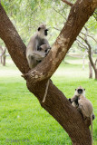 Tufted Gray Langur - Ceylonhoelman - Semnopithecus priam