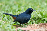 Indian Robin - Indisch Paapje - Copsychus fulicatus