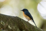 Tickell's Blue Flycatcher - Tickells Niltava - Cyornis tickelliae