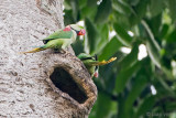 Alexandrine Parakeet - Grote Alexanderparakiet - Psittacula eupatria