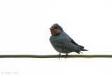 Hill Swallow - Hutzwaluw - Hirundo domicola