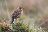Paddyfield Pipit - Oriëntaalse Pieper - Anthus rufulus