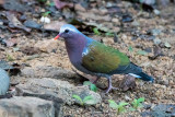 Emerald Dove - Smaragdduif - Chalcophaps indica robinsoni