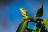 Common Green Wood Lizzard - Groene Boshagedis - Calotes calotes