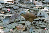 Ashy-headed Laughingthrush - Grijskoplijstergaai - Garrulax cinereifrons