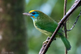 Yellow-fronted Barbet - Ceylonese Baardvogel - Psilopogon flavifrons