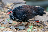 Sri Lanka Spurfowl - Ceylondwergfazant - Galloperdix bicalcarata