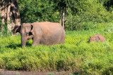 Sri Lankan Elephant - Ceylon-olifant - Elephas maximus maximus