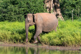 Sri Lankan Elephant - Ceylon-olifant - Elephas maximus maximus