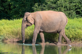 Sri Lankan Elephant - Ceylon-olifant - Elephas maximus maximus