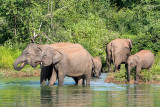 Sri Lankan Elephant - Ceylon-olifant - Elephas maximus maximus