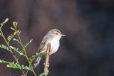 Plain Prinia - Witteugelprinia - Prinia inornata insularis