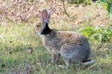 Black-Naped Hare - Zwartnekhaas - Lepus nigricollis
