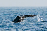 Blue Whale - Blauwe Vinvis - Balaenoptera musculus