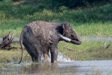Sri Lankan Elephant - Ceylon-olifant - Elephas maximus maximus