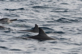 Spinner Dolphin - Langsnuitdolfijn - Stenella longirostris