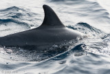 Spinner Dolphin - Langsnuitdolfijn - Stenella longirostris