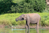Sri Lankan Elephant - Ceylon-olifant - Elephas maximus maximus
