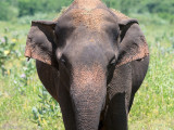 Sri Lankan Elephant - Ceylon-olifant - Elephas maximus maximus