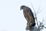 Crested Serpent Eagle - Indische Slangenarend - Spilornis cheela