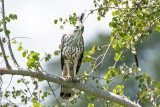 Crested Hawk Eagle - Indische Kuifarend - Nisaetus cirrhatus