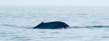 Blue Whale - Blauwe Vinvis - Balaenoptera musculus